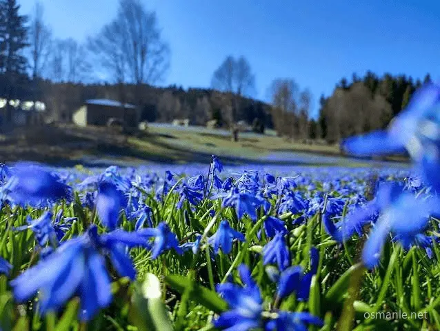Kadıralak Yaylası Mavi Yıldız Çiçeği (Trabzon)