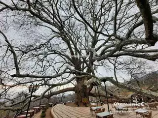 شجرة انكايا التاريخية
