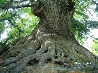 شجرة كستناء عمرها 1000 عام