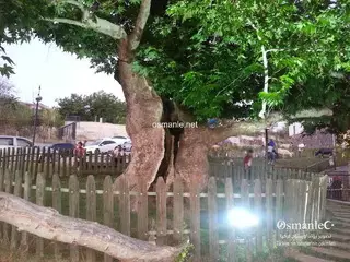 شجرة تشينار التاريخية