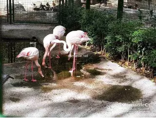 حديقة الحيوانات في انقرة