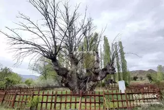 شجرة البلوط الضخمة