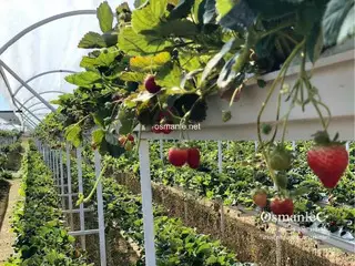 حديقة الفراولة