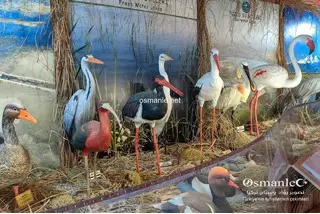 متحف سلطان القصب للطيور