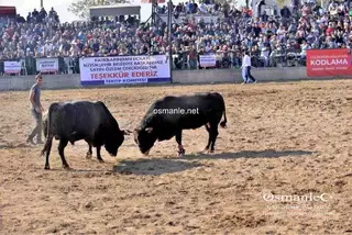 مهرجان مصارعة الثيران القوقازية