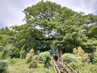 شجرة جوكتشيبي التذكارية