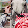 علي ال عبدالله